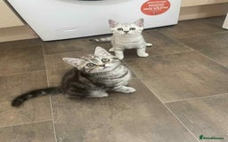 British Shorthair cats for sale: Silver spotted British Shorthair kittens  - Image 10