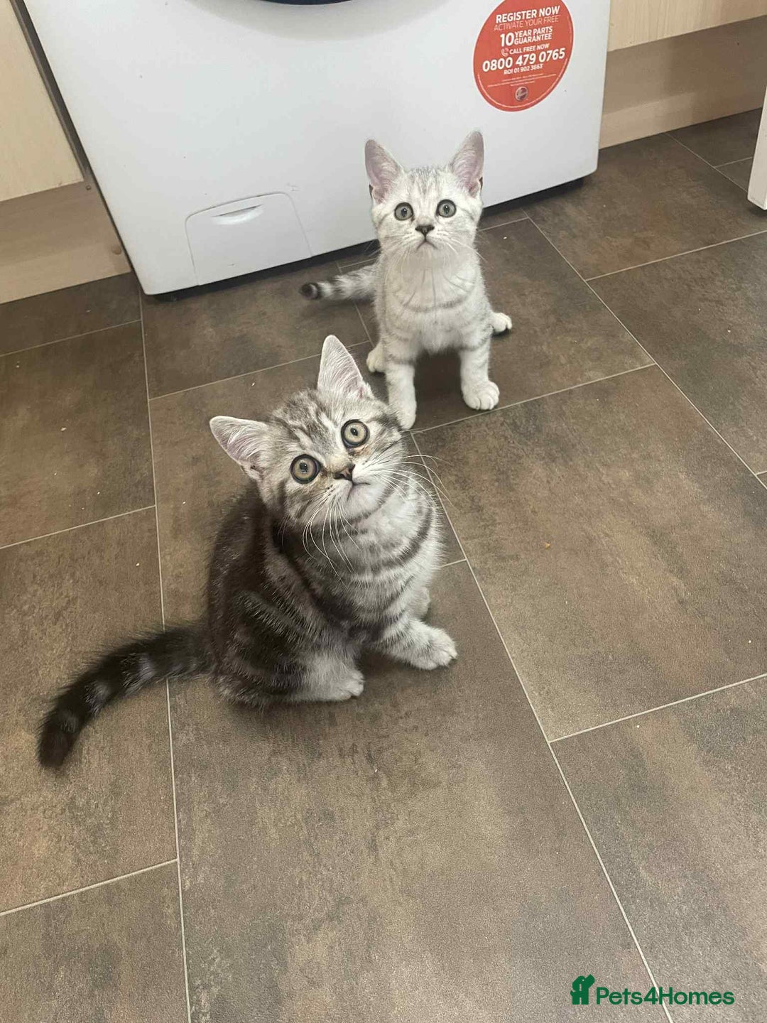 British Shorthair cats for sale: Silver spotted British Shorthair kittens  - Image 10