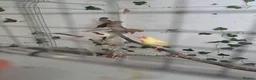 Finches birds for sale: X2 chesnut brested mannikin  - Advert 4