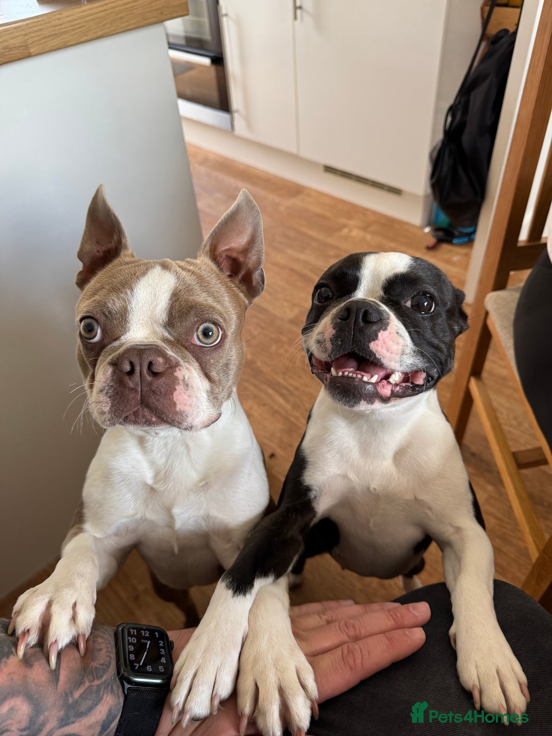 Boston Terrier dogs for sale: Beautiful Boston Terrier Puppies for Loving Homes - Image 28