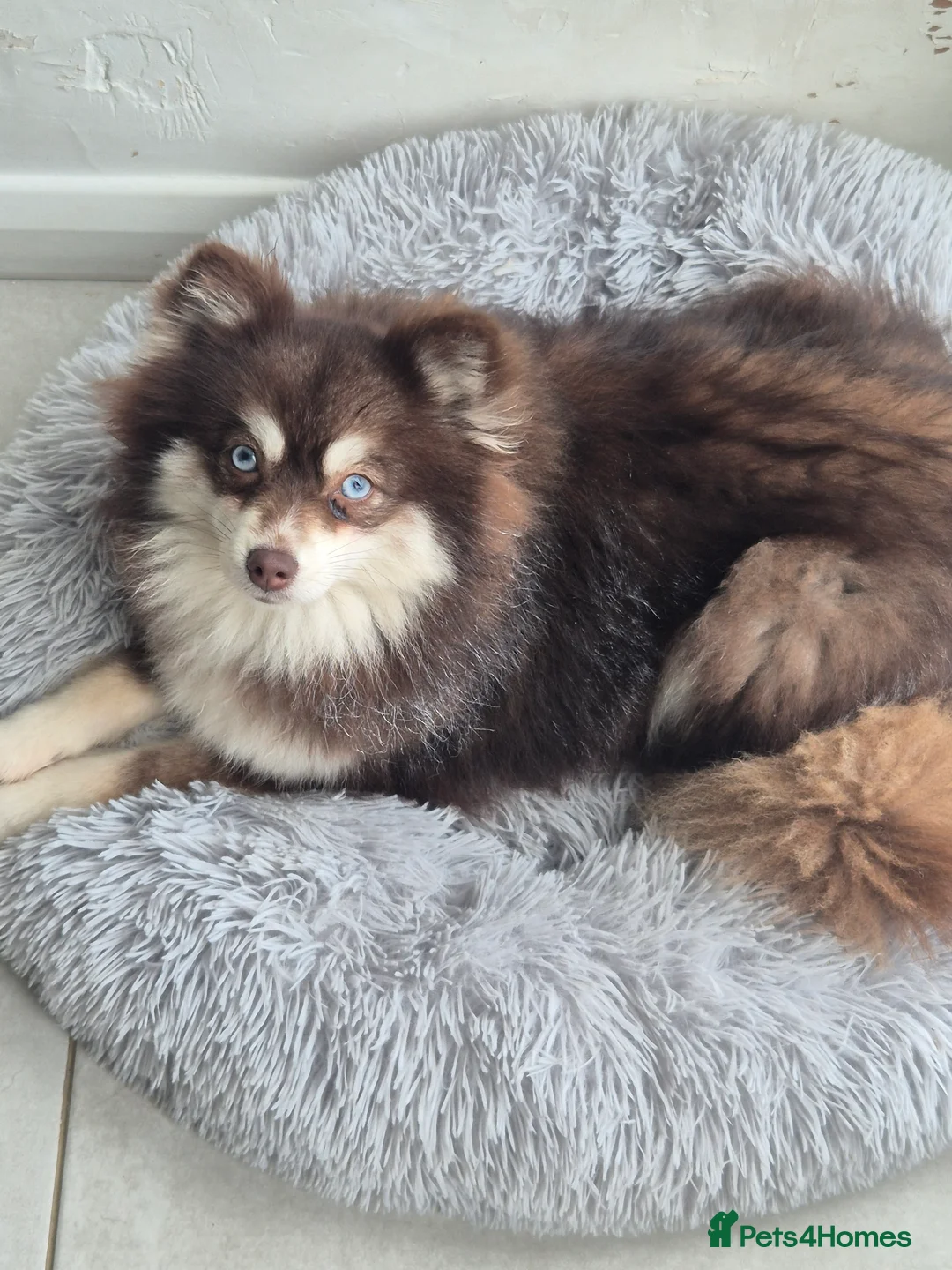 Pomsky dogs for sale: Toy pomsky female  - Advert 19