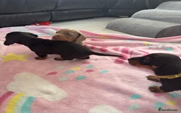 Miniature Dachshund dogs for sale: Miniature daschund  - Advert 2