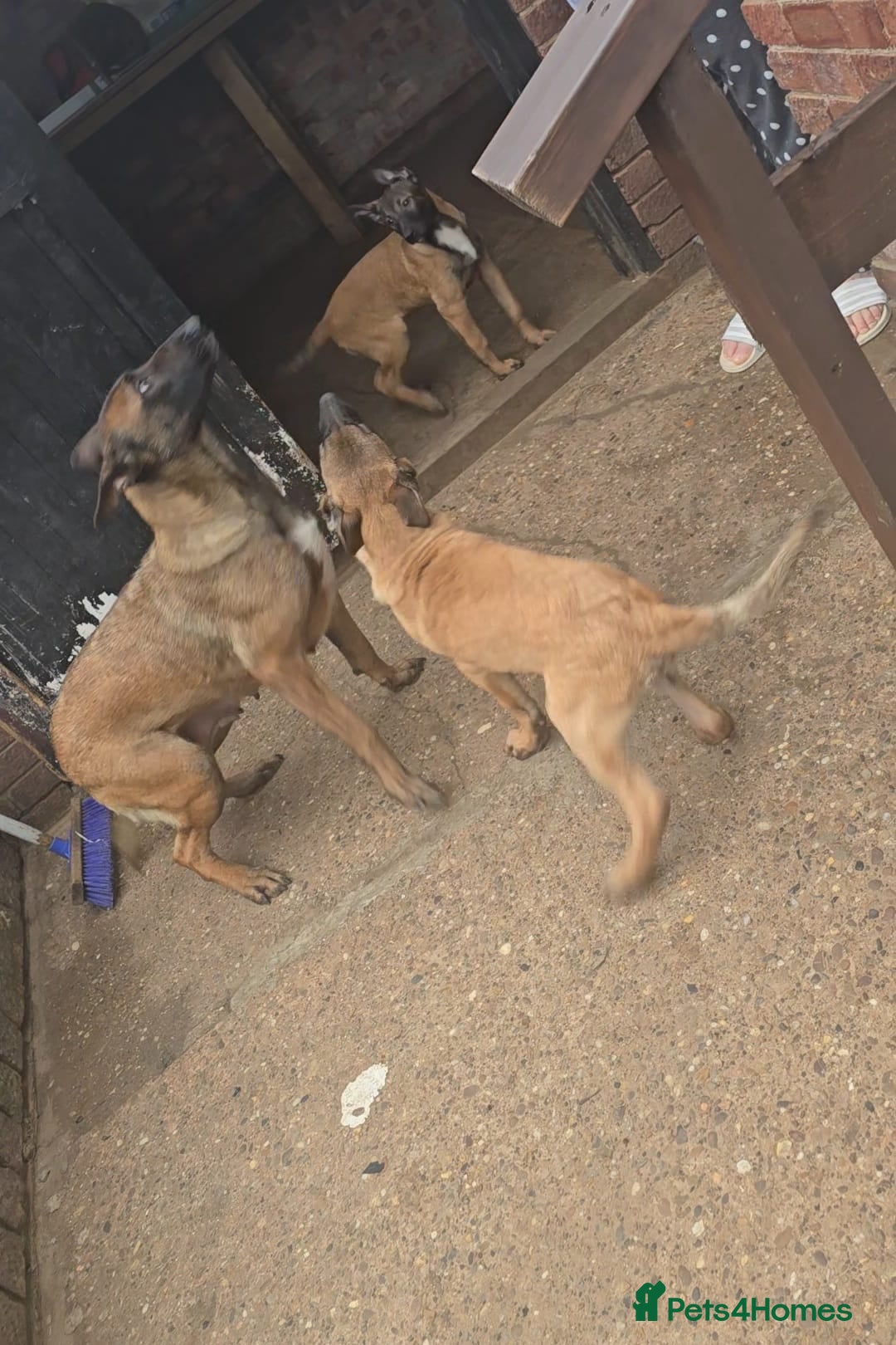 Belgian Shepherd Dog dogs for sale: 2 Belgian Shepherd puppies  - Advert 10