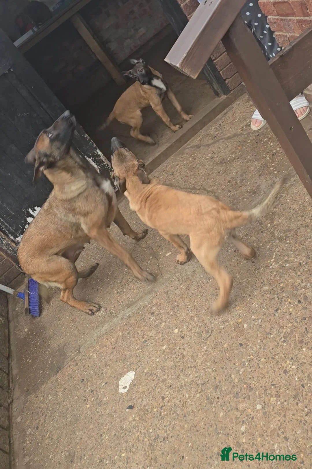 Belgian Shepherd Dog dogs for sale: 2 Belgian Shepherd puppies  - Advert 10