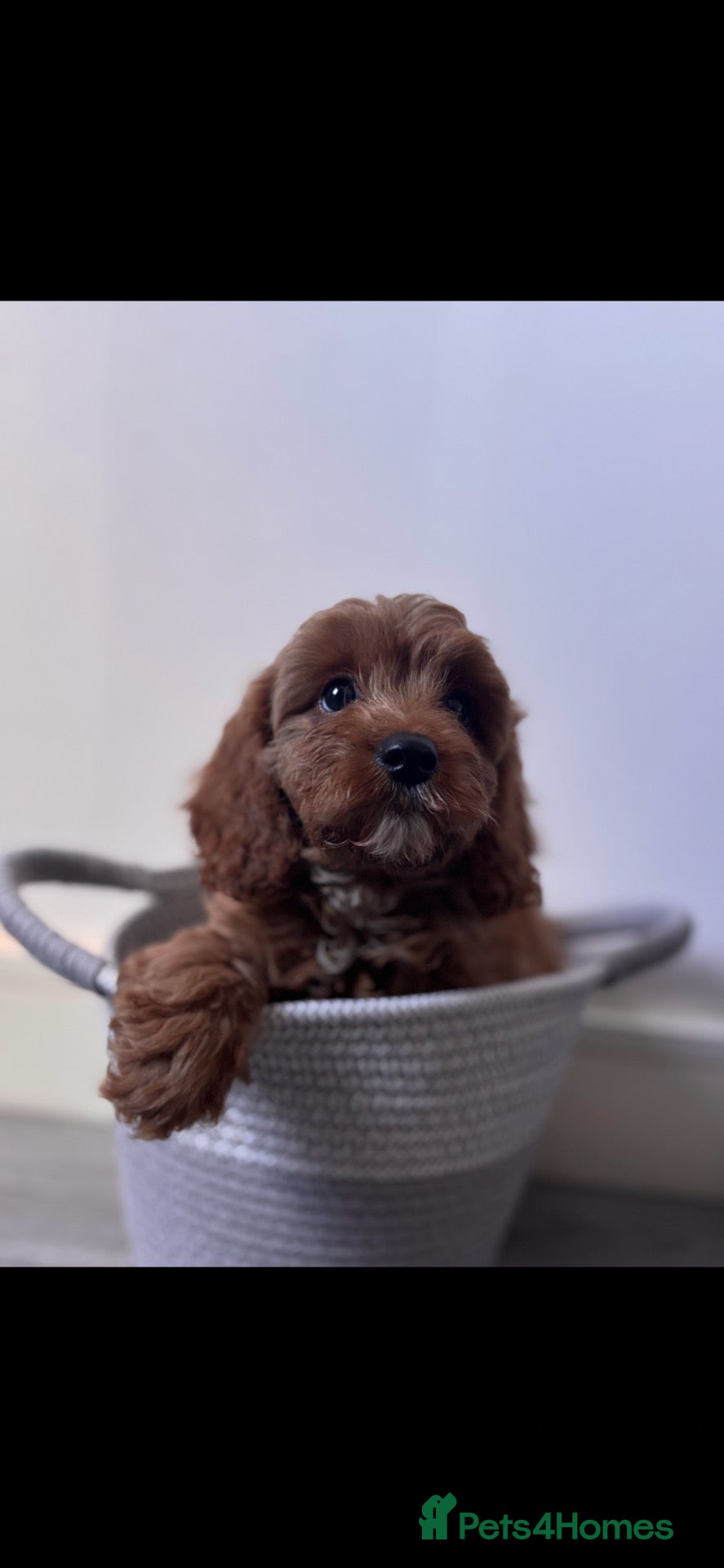Cavapoo dogs Cavapoo pups - Advert 13