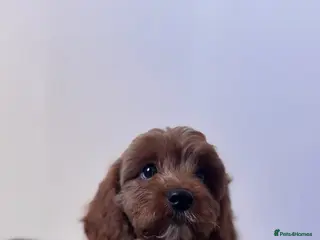 Cavapoo dogs Cavapoo pups - Advert 1