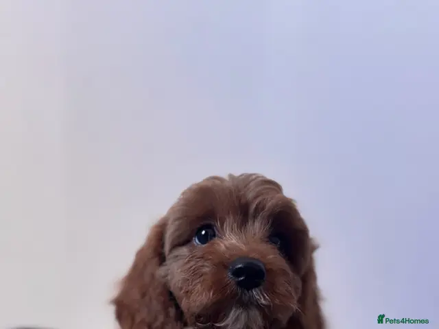 Cavapoo dogs Cavapoo pups - Advert 2