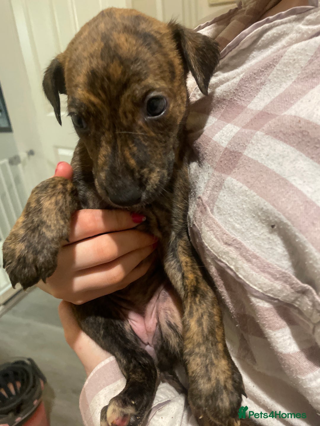 Lurcher dogs for sale: Greyhound/deerhound brindle lurchers - Advert 21