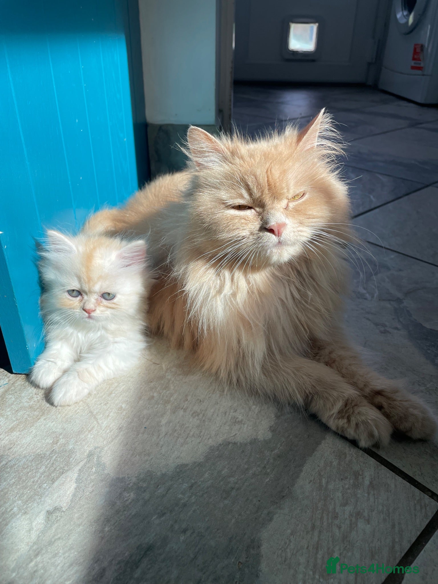 Persian cats Persian kittens - Advert 1