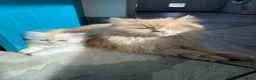 Persian cats for sale: Persian kittens in Rugby - Advert 1