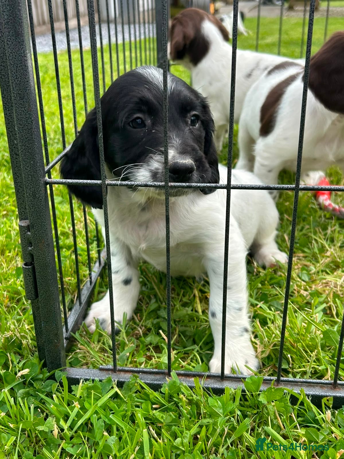 English Springer Spaniel dogs Beautiful English springer spaniel puppies  - Advert 14