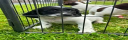 English Springer Spaniel dogs for sale: Beautiful English springer spaniel puppies  - Advert 8