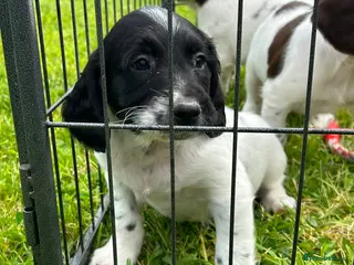 English Springer Spaniel dogs Beautiful English springer spaniel puppies - Advert 14