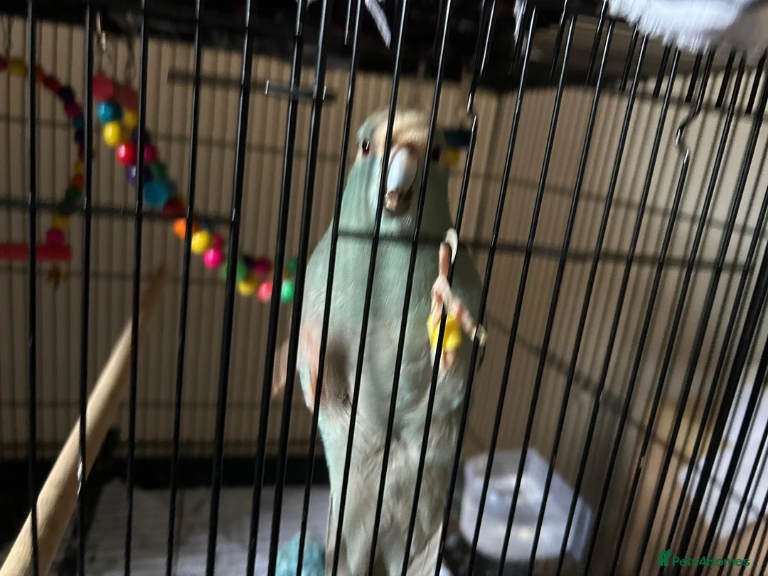 Parakeets birds for sale: Kakariki in Bolton - Advert 1