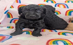 Miniature Poodle dogs for sale: Stunning Red & Phantom Poodles - Image 30