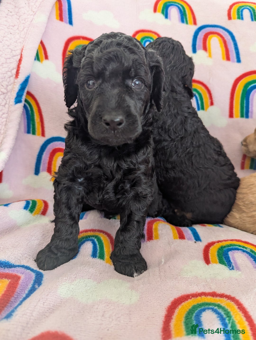 Miniature Poodle dogs for sale: Stunning Red & Phantom Poodles - Image 30