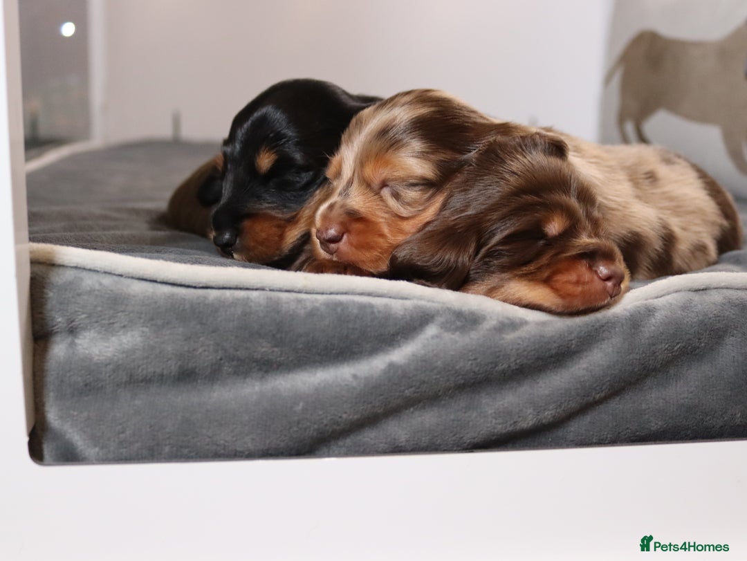 Miniature Dachshund dogs for sale: Exceptional miniature longhaired dachshunds  - Advert 22