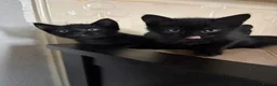 Mixed Breed cats for sale: Four beautiful, fluffy black tabby kittens  in Orpington - Advert 8