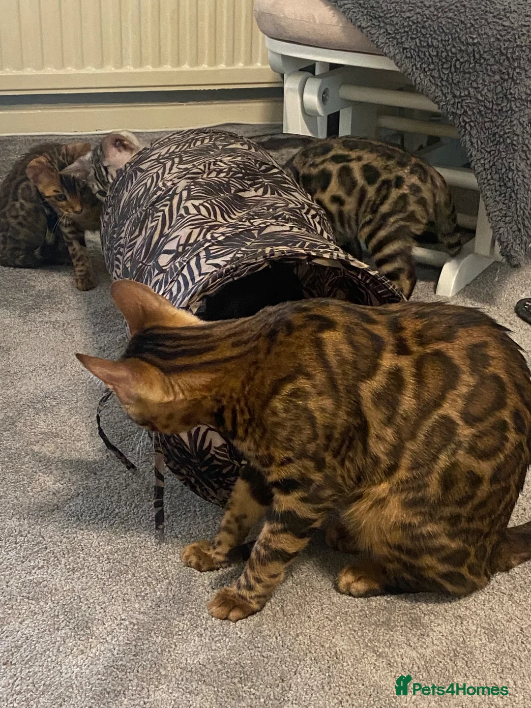 Bengal cats for sale: 🐾 BEAUTIFUL TICA REGISTERED BENGAL  – READY NOW  - Advert 1
