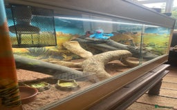 Bearded Dragon reptiles for sale: Bearded dragon - Image 3