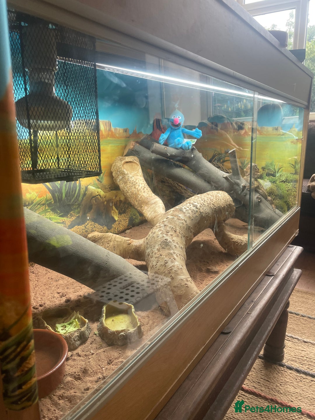 Bearded Dragon reptiles for sale: Bearded dragon - Image 3