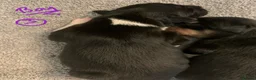 Border Collie dogs for sale: Pure border collie pups - Advert 32