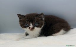 British Shorthair cats for sale: PEDIGREE REGISTERED CHUNKY BRITISH SHORTHAIRS  - Image 33