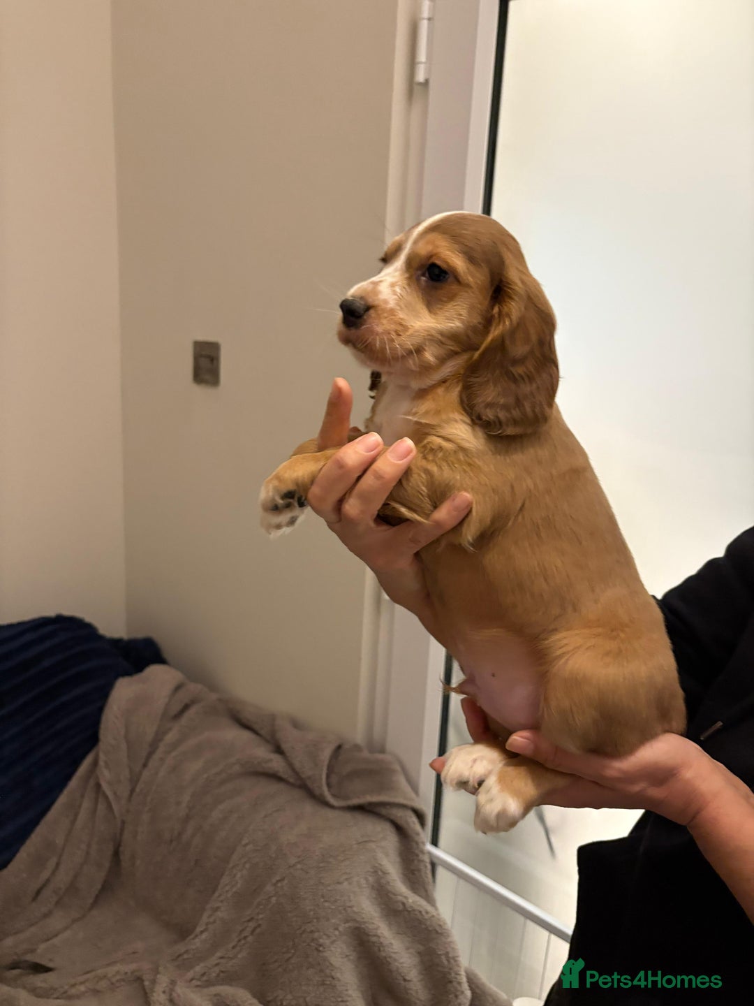 Cocker Spaniel dogs for sale: Show type KC and DNA health tested parents  - Advert 4