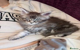 Maine Coon cats for sale: 1 beautiful Male kitten left - Image 3