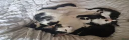 British Shorthair cats for sale: Super friendly kittens. Used to dogs and children  in Leighton Buzzard - Advert 14