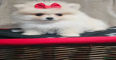 Pomeranian dogs - Advert 13