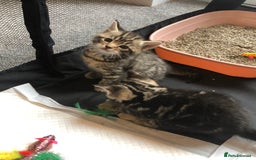 British Shorthair cats for sale: STUNNING AND LOVING BSH x DSH KITTENS - Image 22