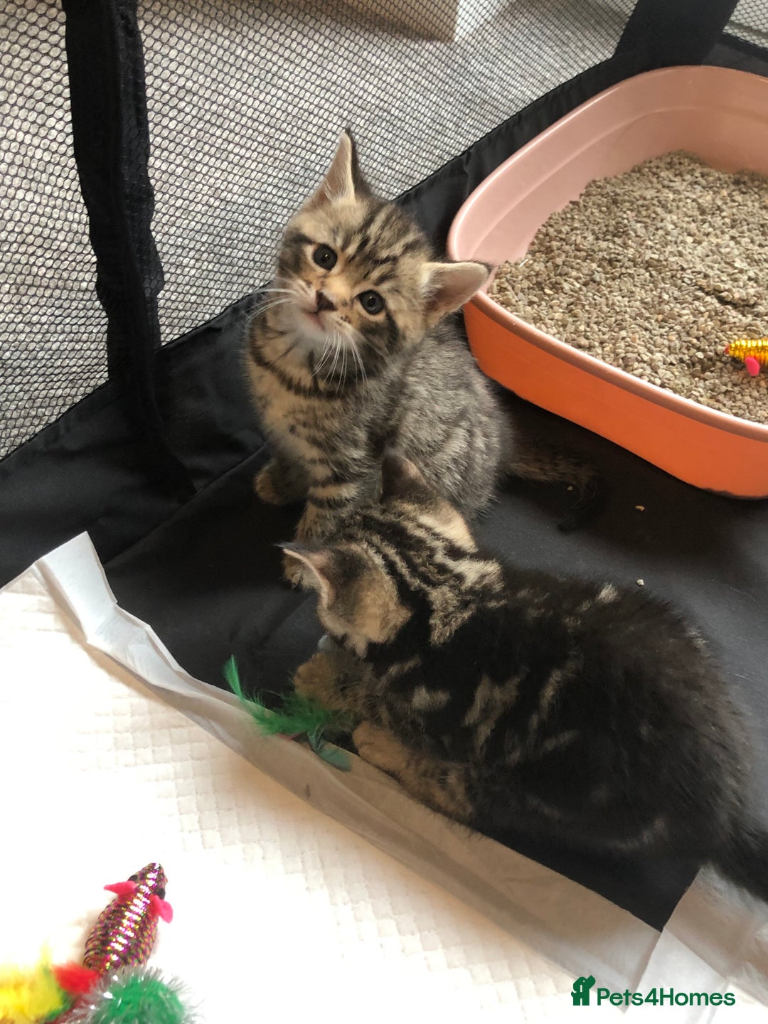 British Shorthair cats for sale: STUNNING AND LOVING BSH x DSH KITTENS - Image 22