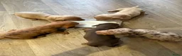 Miniature Dachshund dogs for sale: Miniature dachshund  - Advert 6