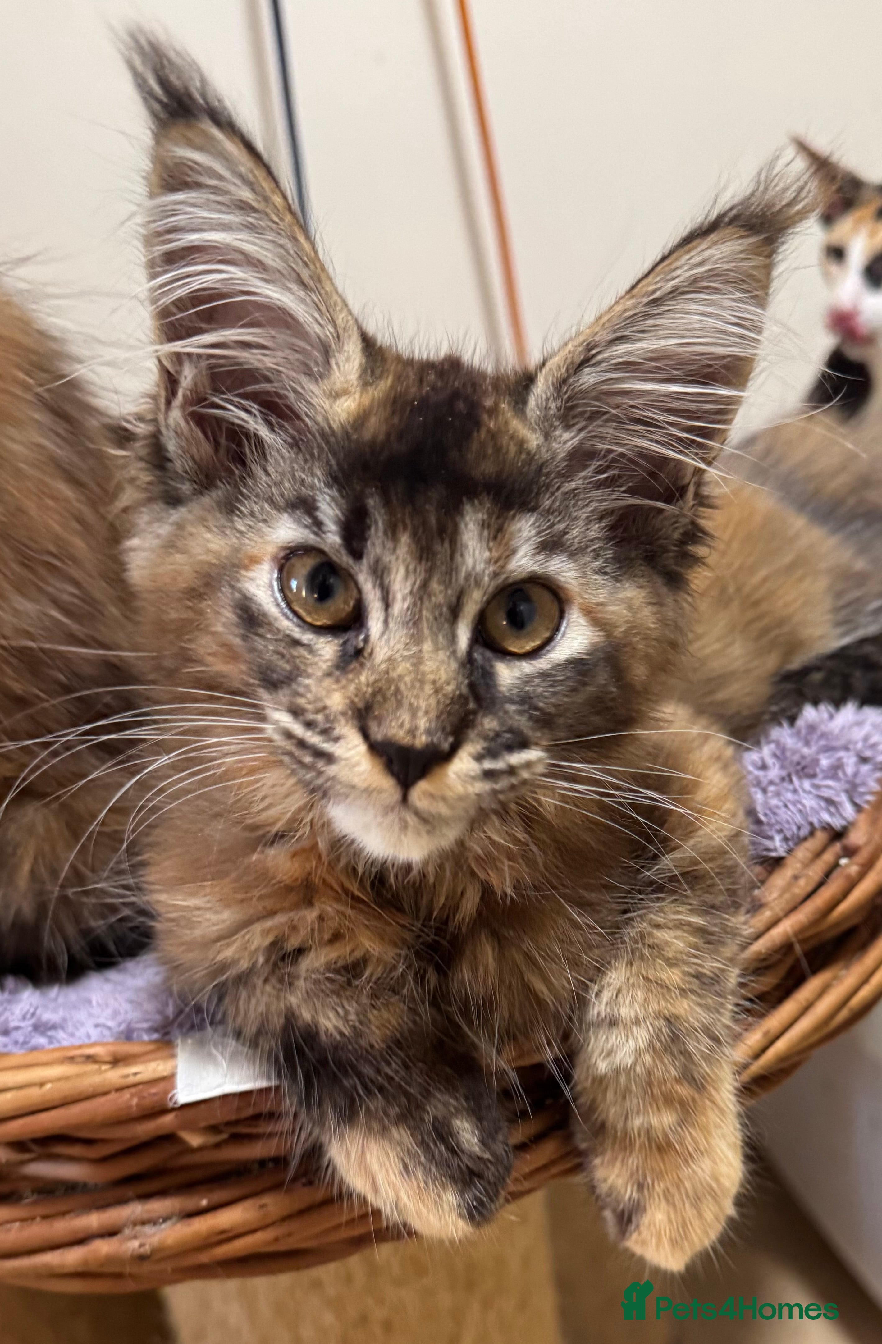 Maine Coon cats READY TO LEAVE NOW GCCF PEDIGREE MAINECOON KITTENS - Advert 2