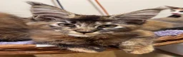 Maine Coon cats for sale: READY TO LEAVE NOW GCCF PEDIGREE MAINECOON KITTENS - Advert 21