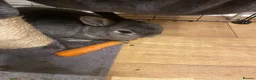 Netherland Dwarf rabbits for sale: Brother and Sister Dwarf Netherlands Rabitts - Advert 2