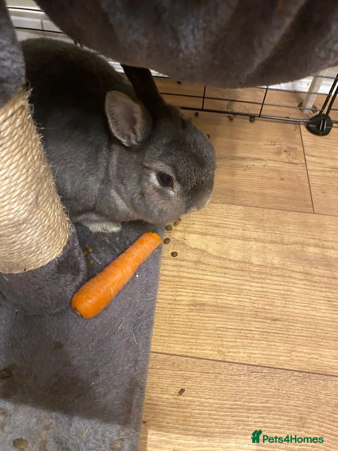 Netherland Dwarf rabbits for sale: Brother and Sister Dwarf Netherlands Rabitts - Advert 2