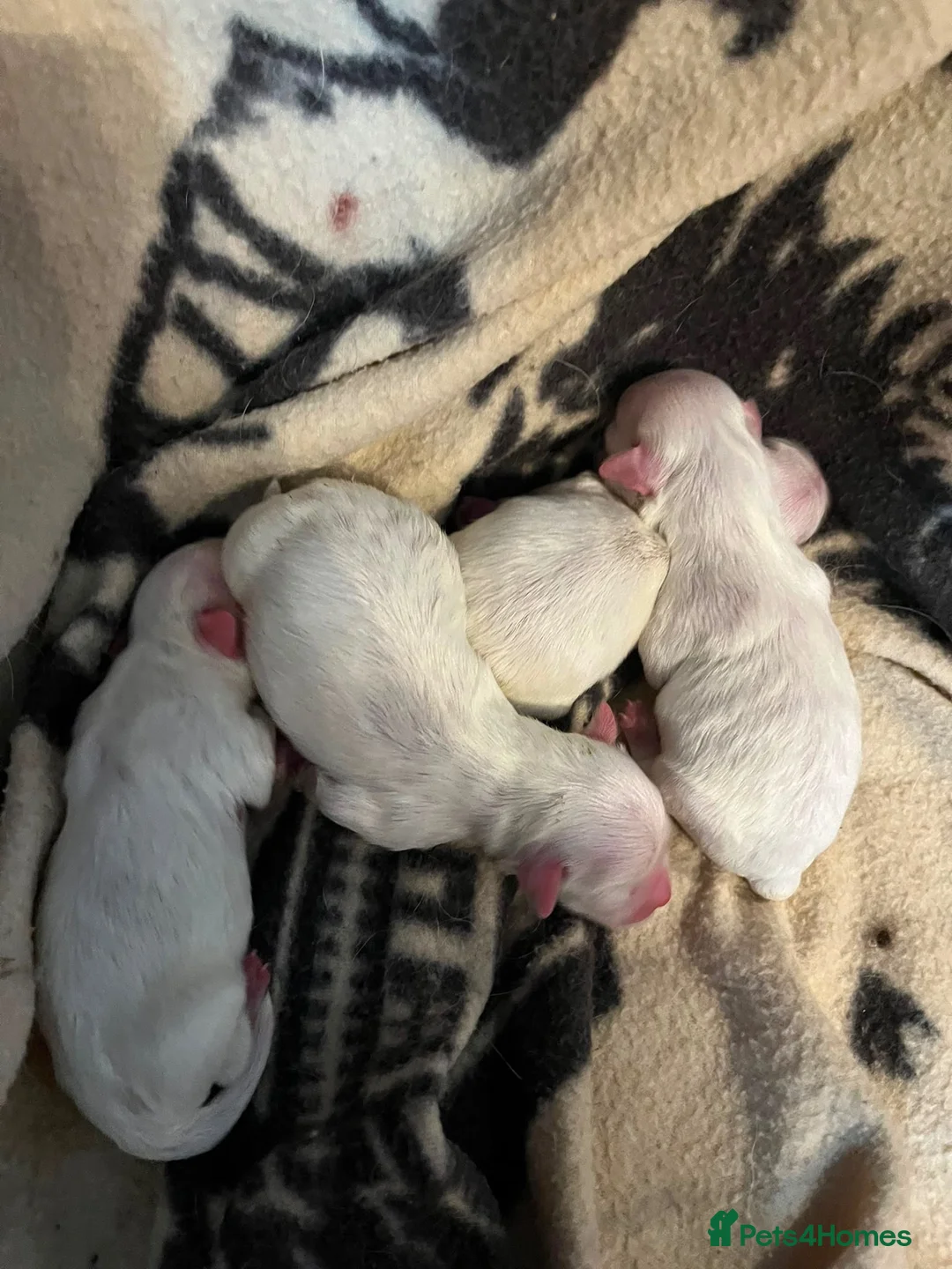 Maltese dogs for sale: Gorgeous Maltese Puppies  - Advert 2