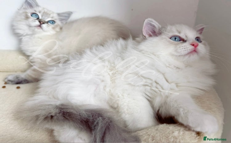 Ragdoll cats - Advert 11
