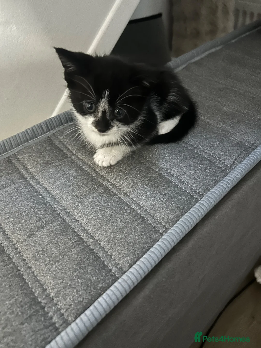 Mixed Breed cats for sale: X2 female kittens  - Advert 4