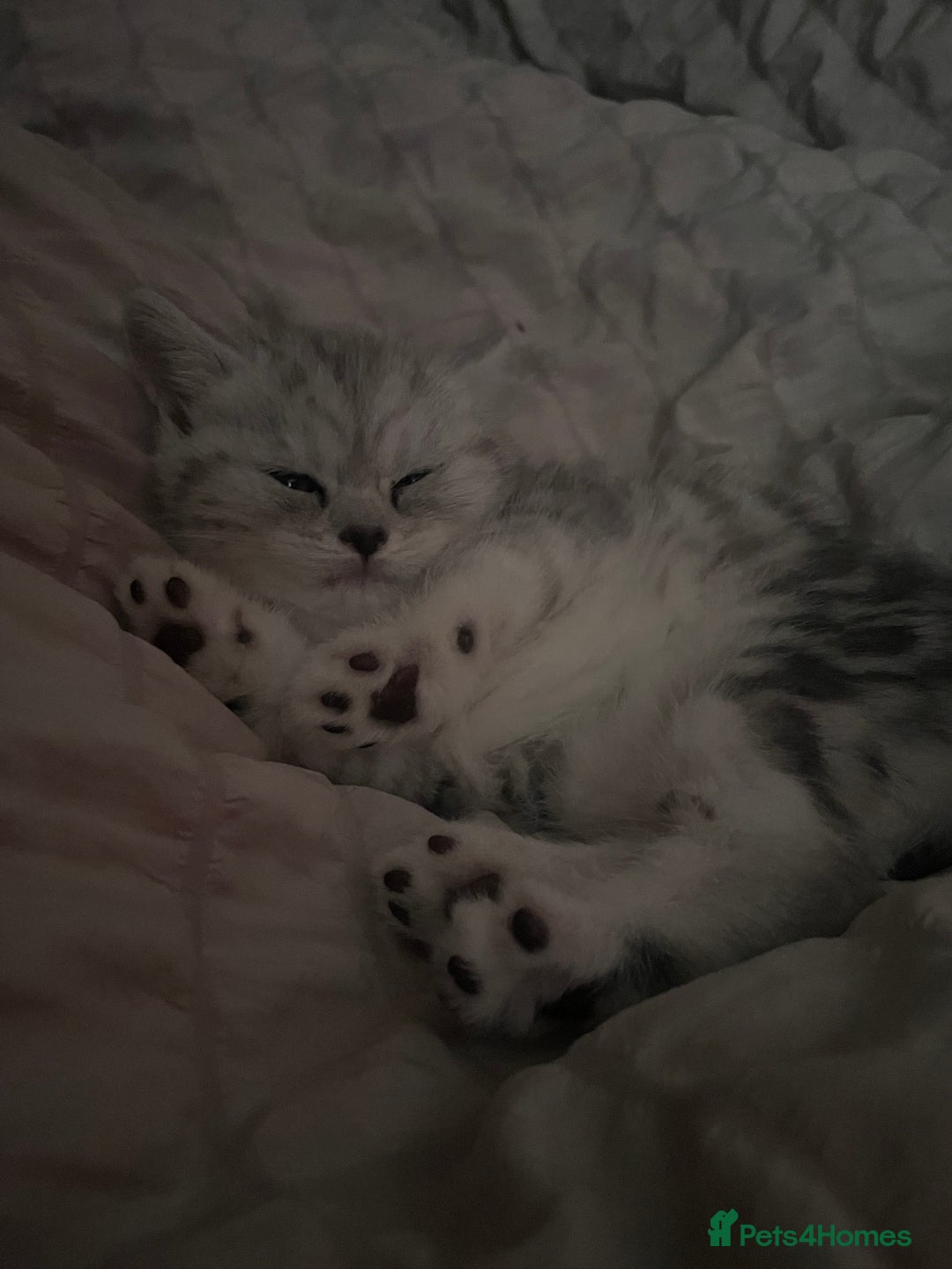 Mixed Breed cats for sale: Cute chinchilla Persian x tabby mix kittens  - Image 4
