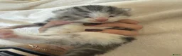 Mixed Breed cats for sale: 6x Scottish Fold/Main Coon/Bengal Kittens  - Advert 8