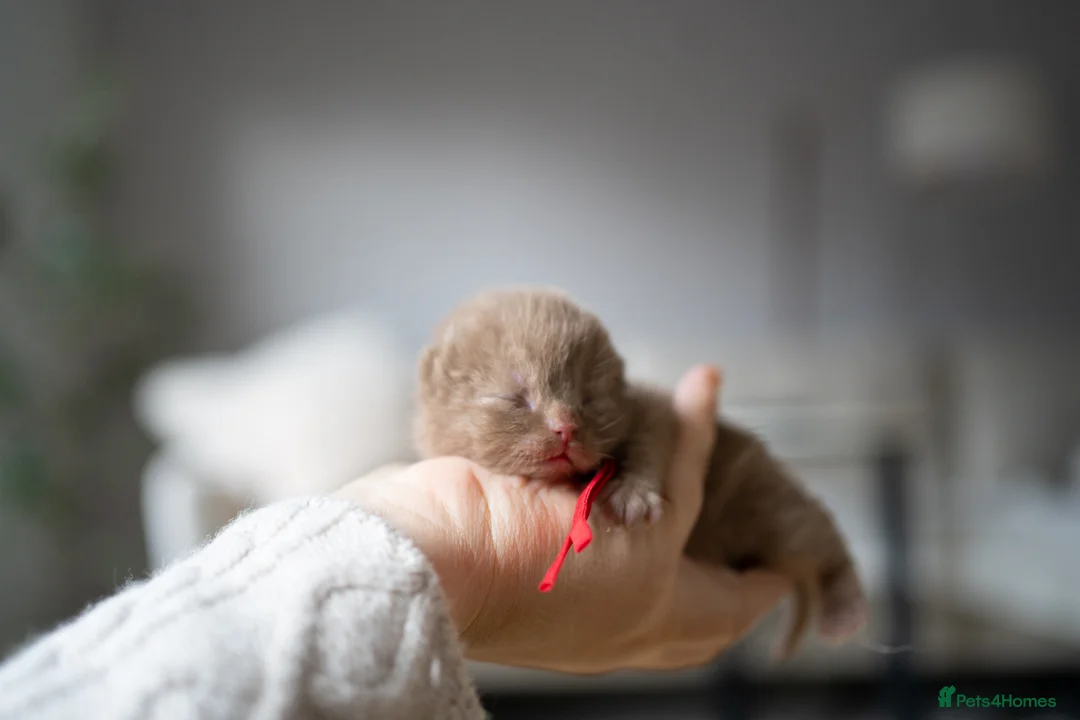 British Shorthair cats for sale: Another Wonderful Litter ❤️ - Advert 2