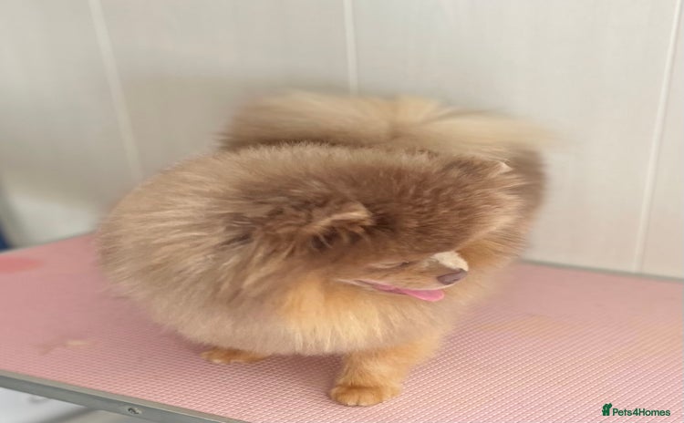 Pomeranian dogs - Advert 1