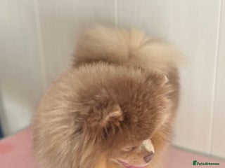 Pomeranian dogs Lilac and tan KC male - Advert 4