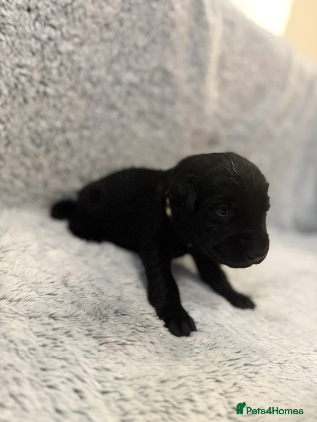 Labrador Retriever dogs for sale: KC Registered Labrador Retriever Puppies - Advert 23