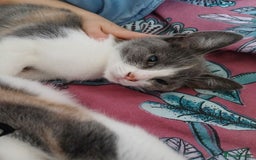 Mixed Breed cats for sale: 2 beautiful female lovely kittens and playfull - Image 7