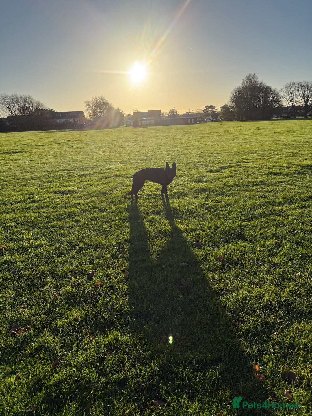German Shepherd dogs for sale: Fully Trained Black German Shepherd - Advert 2