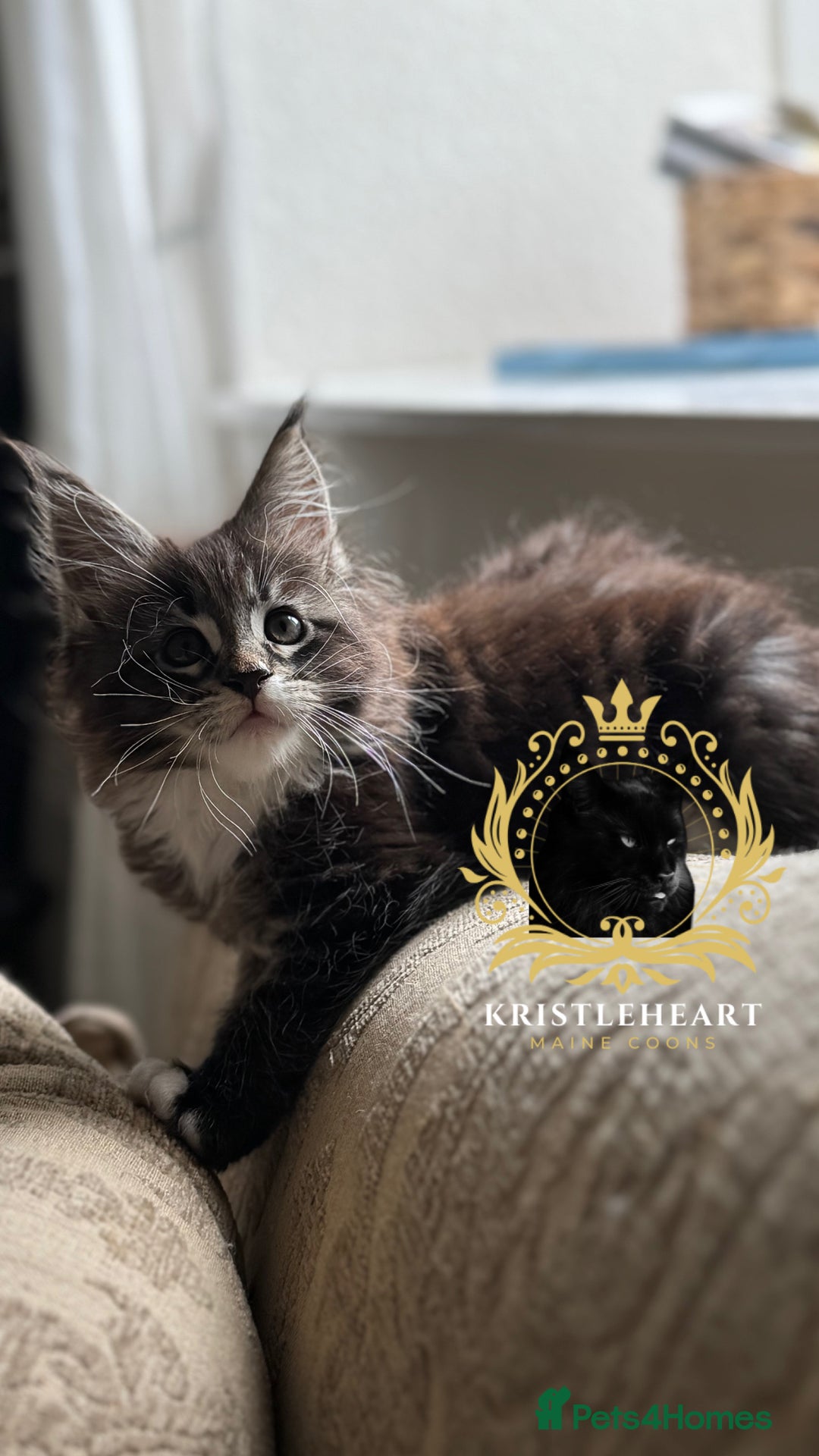 Maine Coon cats for stud: PROVEN/DNA CLEAR GCCF/TICA KING-SIZE STUD  in Dunfermline - Image 17